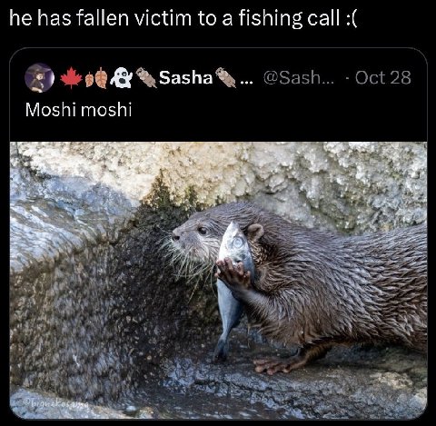 he has fallen victim to a fishing call Sasha Moshi moshi Я