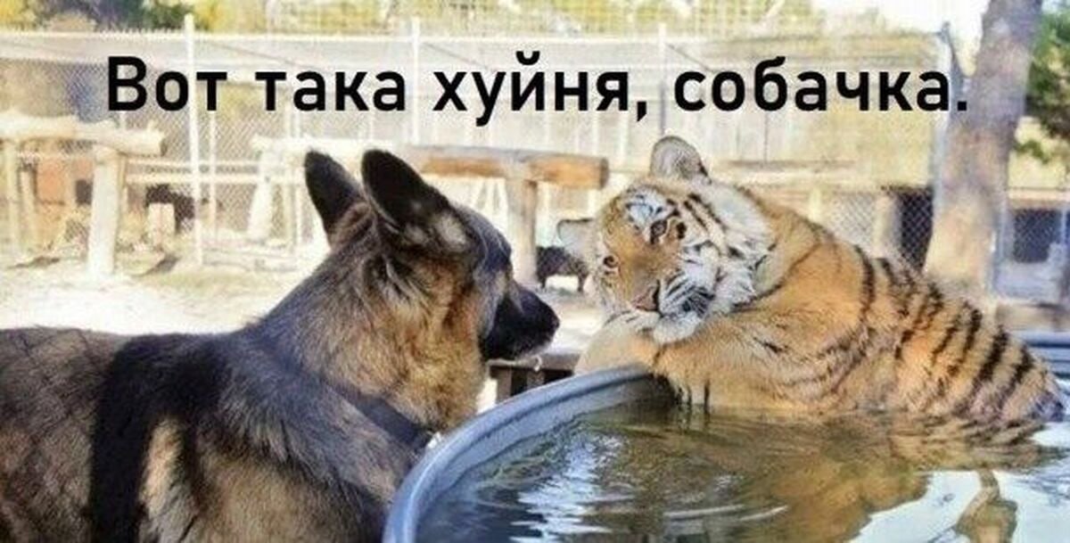 и да вчера видел то же самое только тигра не было и в фонтане была собака 

ну типа логично где ей ещё быть если тут в фонтане тигр а тигра вчера не было