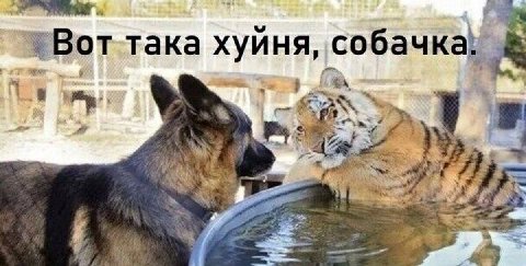 и да вчера видел то же самое только тигра не было и в фонтане была собака 

ну типа логично где ей ещё быть если тут в фонтане тигр а тигра вчера не было