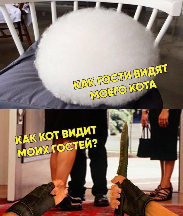 видят ОТА KOT видит ГОСТЕЙ и?