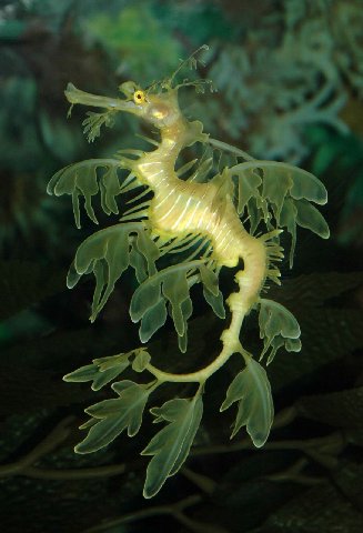 Phycodurus Eques / Leafy Sea Dragon