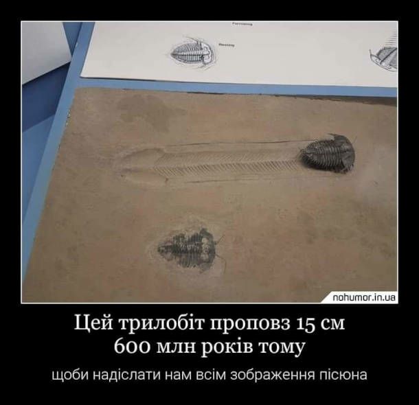 nohumor.in.ua Цей трило@т проповз 15 600 млн тому щоби надслати нам BCIM зображення псюна