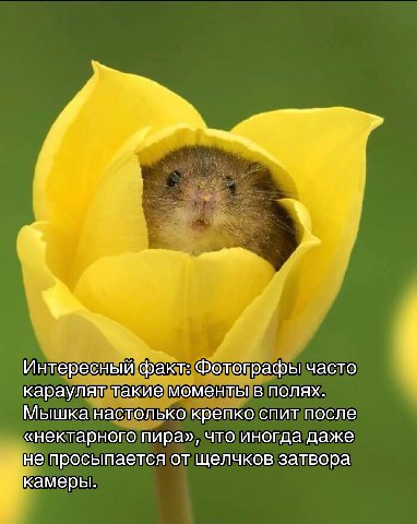 Интересный факт: Фотографы часто караулят такие моменты в полях. Мышка настолько крепко спит после «нектарного пира», что иногда даже не просыпается от щелчков затвора у камеры.