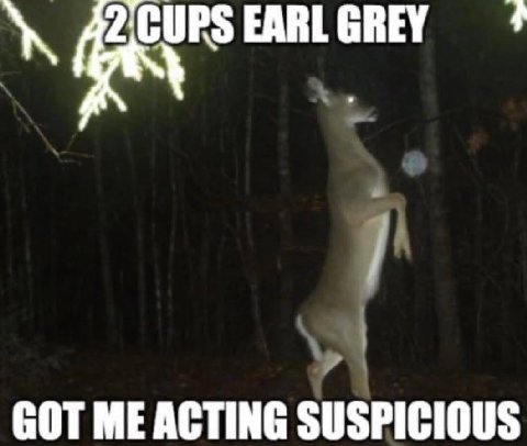 CUPS EARL GREY 4 7 GOT ME ACTING SUSPICIOUS