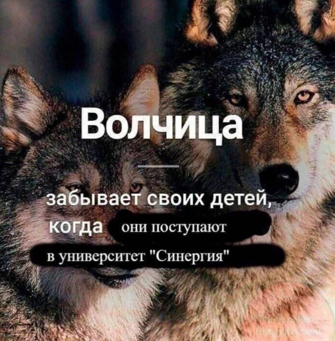 Вол чица забывает своих детей, когда они поступаю! "С: в университет "Синергия