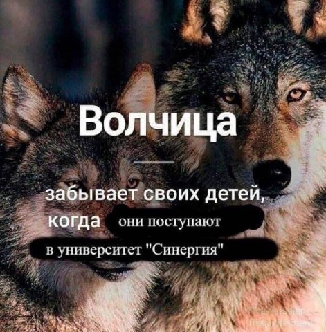 Вол чица забывает своих детей, когда они поступаю! "С: в университет "Синергия