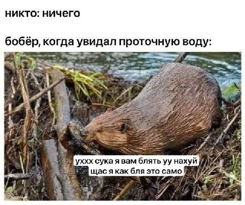 никто: ничего бобёр, когда увидал проточную воду: i к а я 3 у: YXXX CyKa блять нахуй я как бля это само 8% у 1