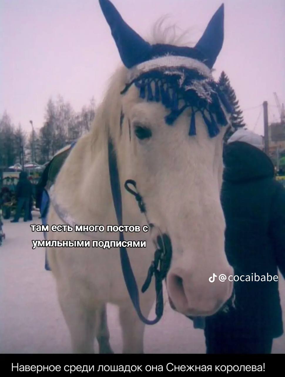 там есть много постов с умильными подписями @cocaibabe Наверное среди лошадок она Снежная королева!