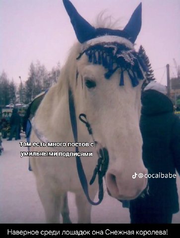 там есть много постов с умильными подписями @cocaibabe Наверное среди лошадок она Снежная королева!