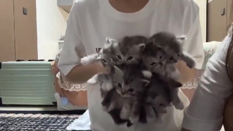 мем