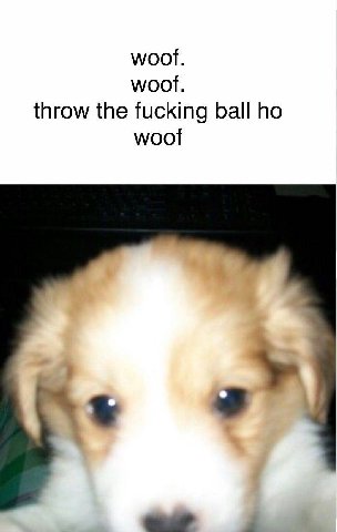 woot. woof. throw the fucking ball woof a