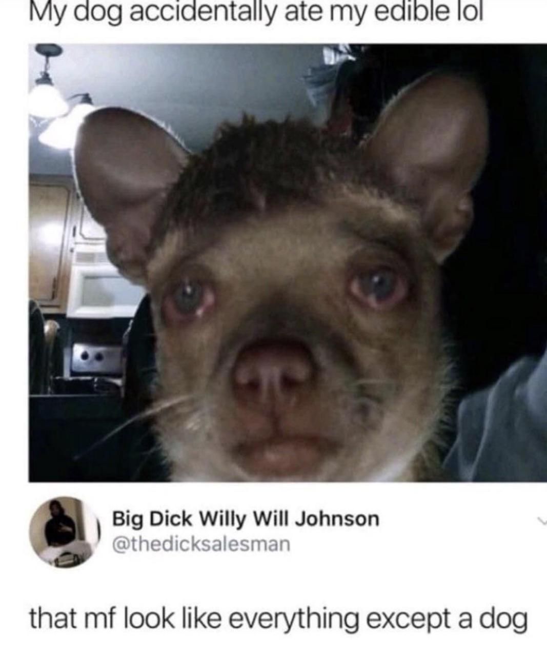 аод ate my еаюе Big Dick Johnson a that look like everything except a dog