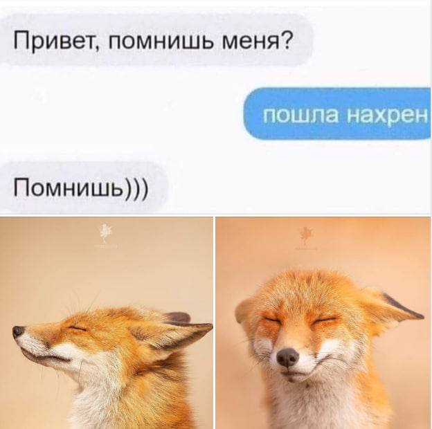 Привет, помнишь меня? Помнишь))) 4