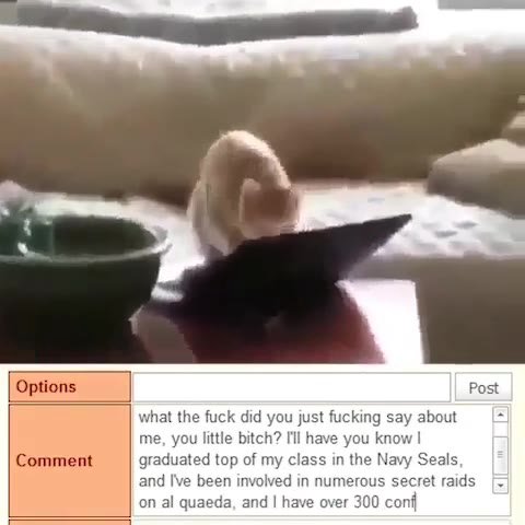 what the fuck did you just fucking say about me you little bitch? Ill have you know | graduated top graduated top of my class in the Navy Seals, [= and Ге been involved in numerous se| on al quaeda, a