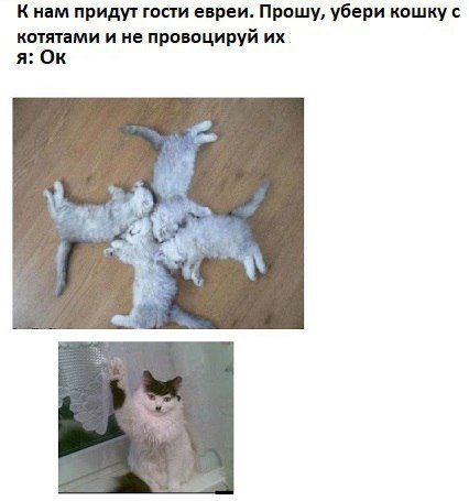 К нам придут гости евреи. Прошу, убери кошку с котятами и не провоцируй я: