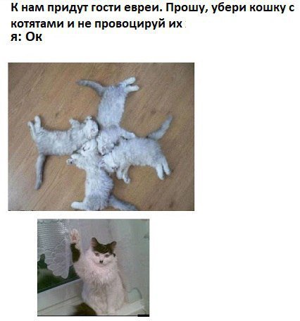 К нам придут гости евреи. Прошу, убери кошку с котятами и не провоцируй я: