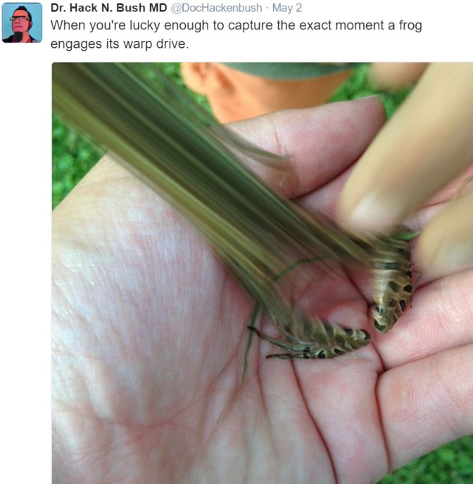 На Hack Bush When you're lucky enough to capture the exact moment a frog 2 engages its warp drive.