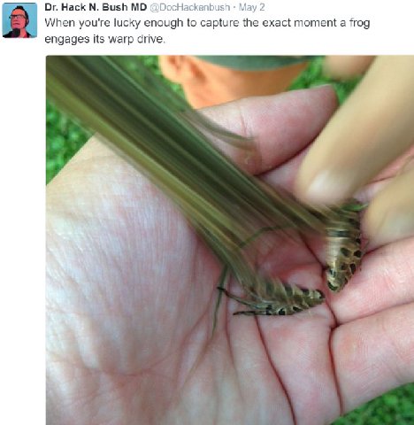 На Hack Bush When you're lucky enough to capture the exact moment a frog 2 engages its warp drive.