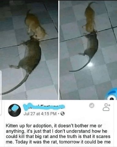 4 a Jul 27 at 4:15 Kitten up for adoption, it doesn't bother me or anything, it's just that don't understand how he could kill that big rat and the truth is that it scares me. Today it was the rat, to