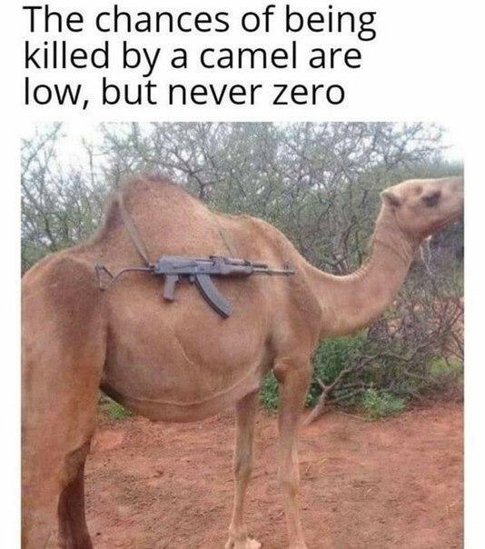 The chances of bein killed a camel are never