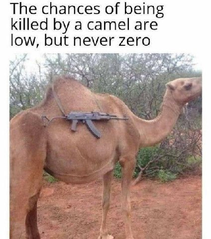 The chances of bein killed a camel are never