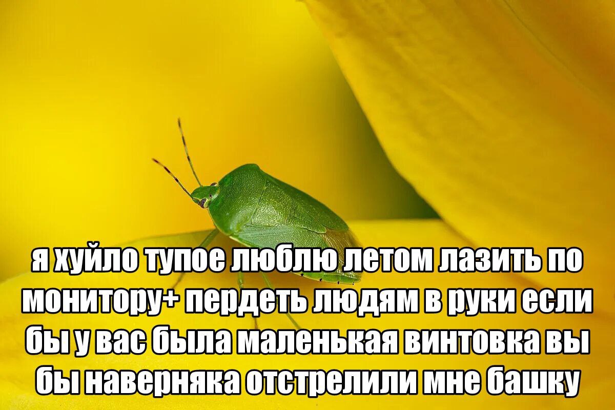 я хуило тупое люблю летом лазить по монитору+ пердеть людям в руки быу вас была маленькая ВИНТОВКа ВЫ наверняка отстрелили мне башку