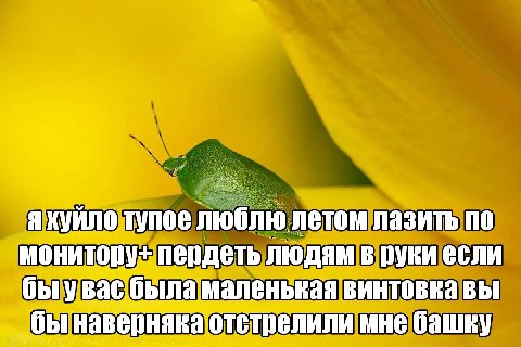 я хуило тупое люблю летом лазить по монитору+ пердеть людям в руки быу вас была маленькая ВИНТОВКа ВЫ наверняка отстрелили мне башку