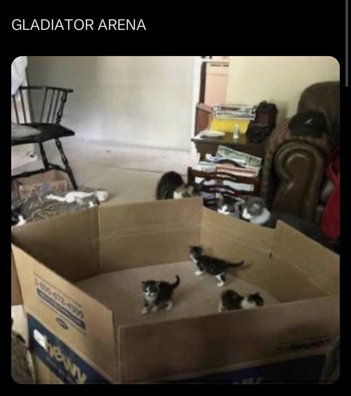 GLADIATOR ARENA