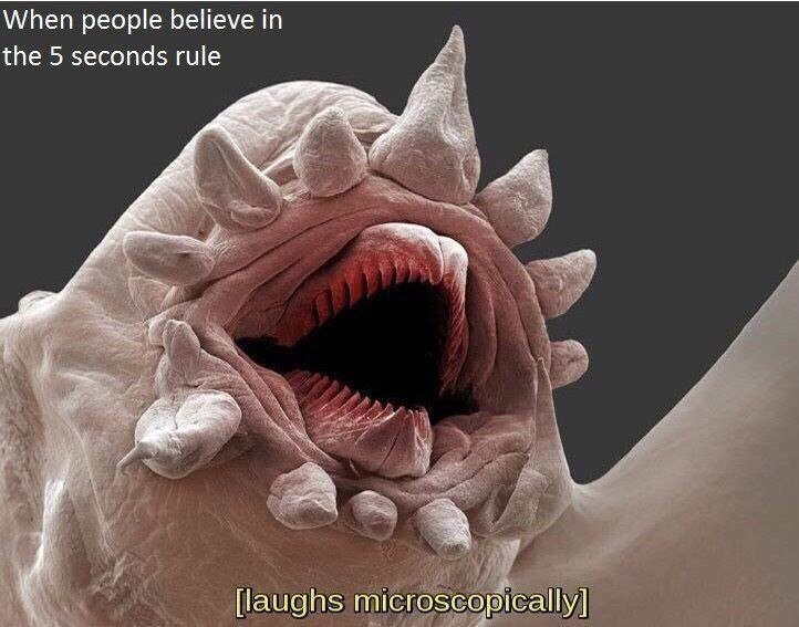 When people believe in the 5 seconds rule As сор!са