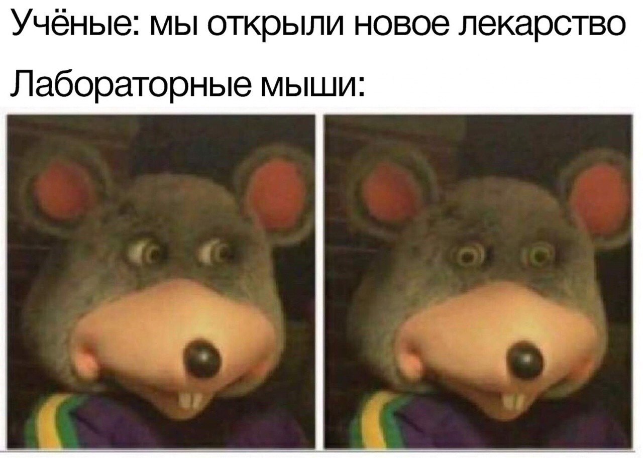 Учёные: мы открыли новое лекарство Лабораторные мыши: