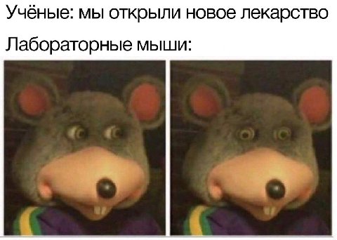 Учёные: мы открыли новое лекарство Лабораторные мыши: