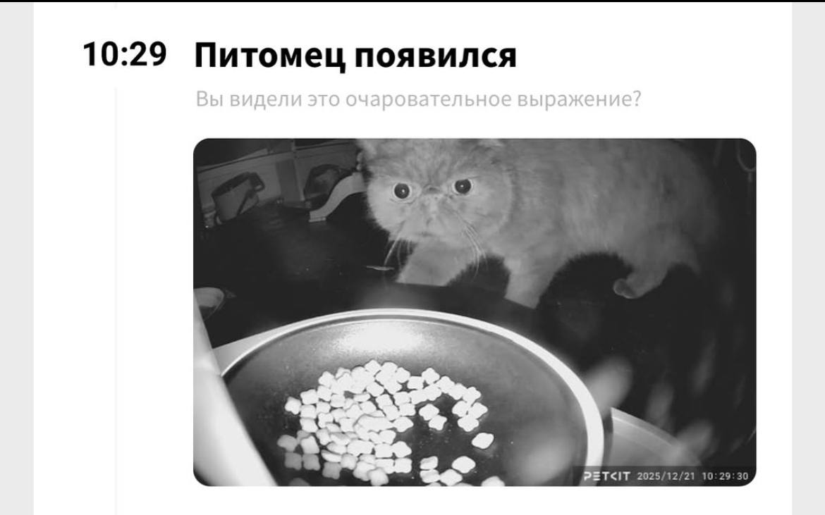 10:29 Питомец появился a 2025