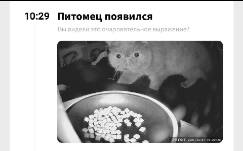 10:29 Питомец появился a 2025