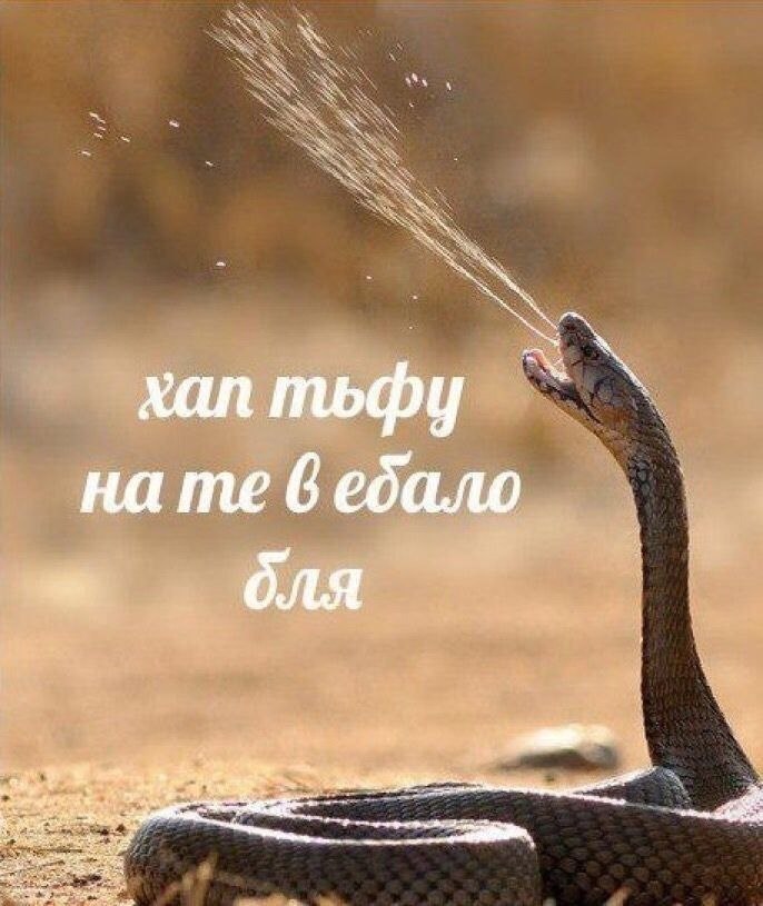 хап тьфу на 6 ебало бля 1 ный