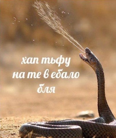 хап тьфу на 6 ебало бля 1 ный
