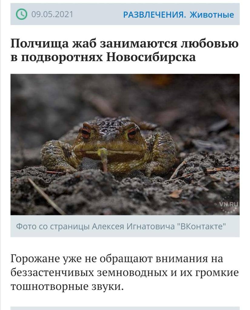 09.05.2021 РАЗВЛЕЧЕНИЯ. Животные Полчища жаб занимаются любовью в подворотнях Новосибирска Фото страницы Алексея Игнатовича "ВКонтакте" Горожане уже не обращают внимания на беззастенчивых земноводных 