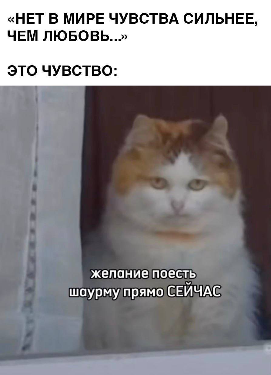 «НЕТ В МИРЕ ЧУВСТВА СИЛЬНЕЕ, ЧЕМ ЛЮБОВЬ...» ЭТО ЧУВСТВО: жепание поесть шаурму прямо СЕЙЧАС