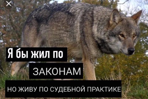 Я бы жил по ЗАКОНАМ. НО ЖИВУ ПО СУДЕБНОЙ ПРАКТИКЕ