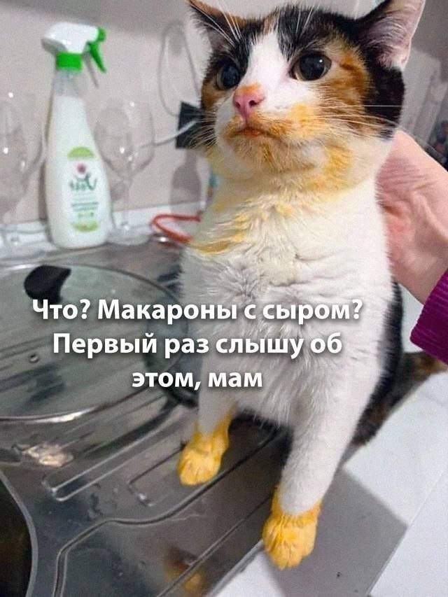 Что? Макароны с <ырб Первый раз слышу 06 этом, мам
