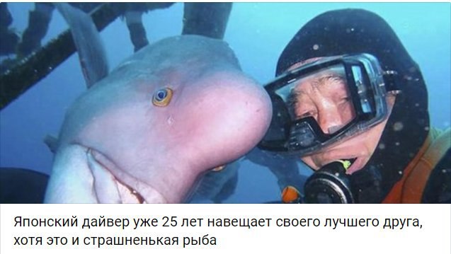 Японский дайвер уже 25 лет навещает своего лучшего друга, хотя это и страшненькая рыба