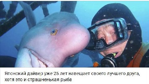 Японский дайвер уже 25 лет навещает своего лучшего друга, хотя это и страшненькая рыба