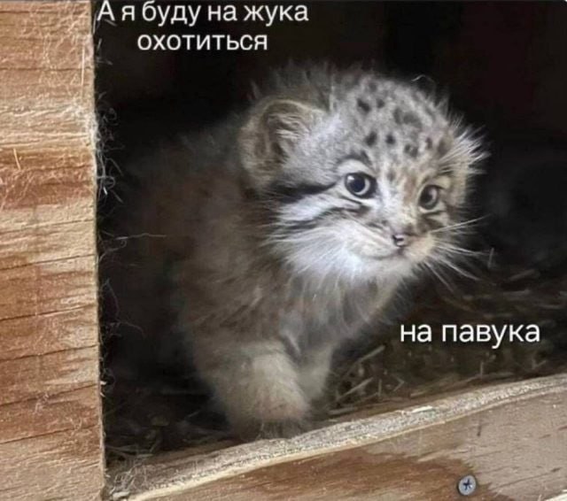 Аябуду на жука ОХОТИТЬСЯ на павука
