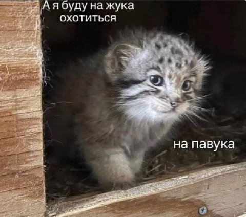 Аябуду на жука ОХОТИТЬСЯ на павука