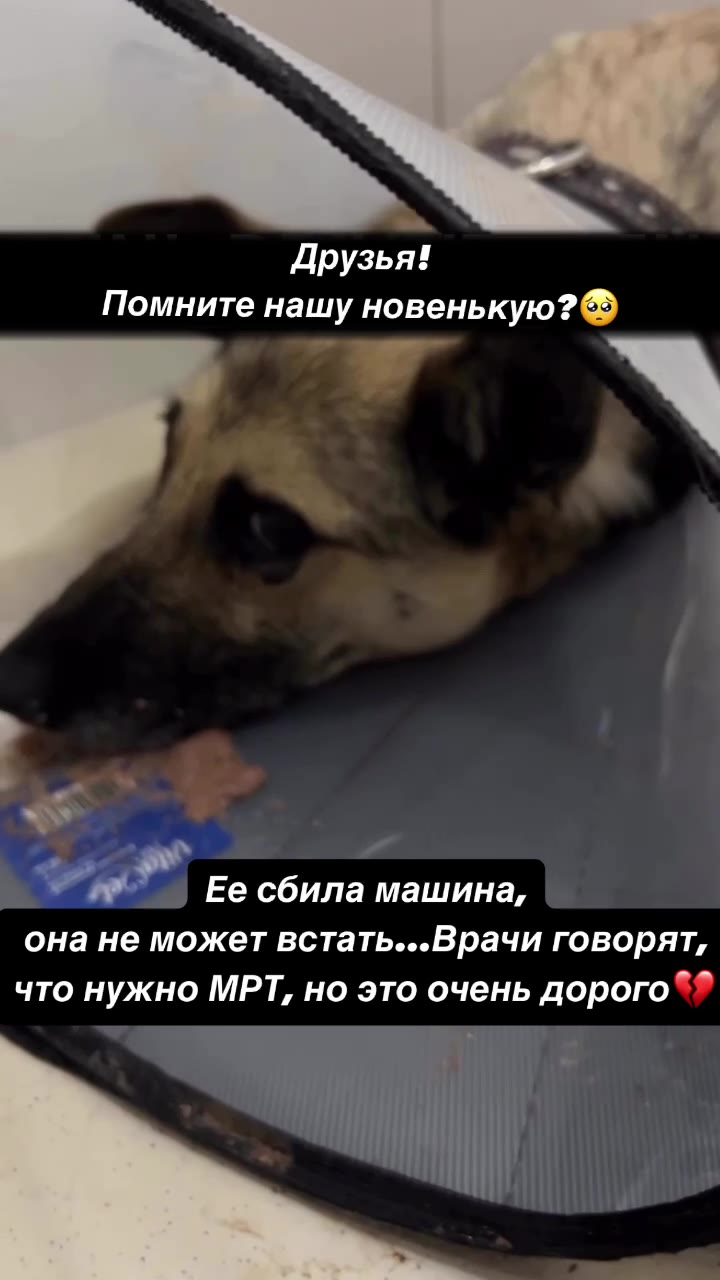 Эту несчастную сбили и уехали — классика наших дней…

Старенькая, до мозга и костей бездомная, потрепанная жизнью собака. Сердце разрывается от того, насколько много в её глазах страха и боли💔 
Ни кап