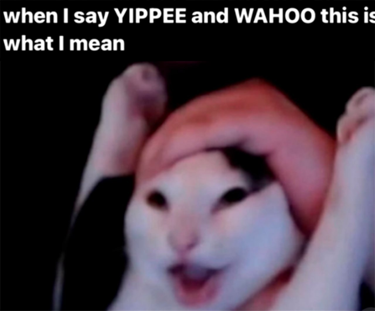 when say YIPPEE and МАНОО this Is what I mean