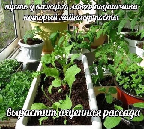 MOEZO подписчика лайкает we we
