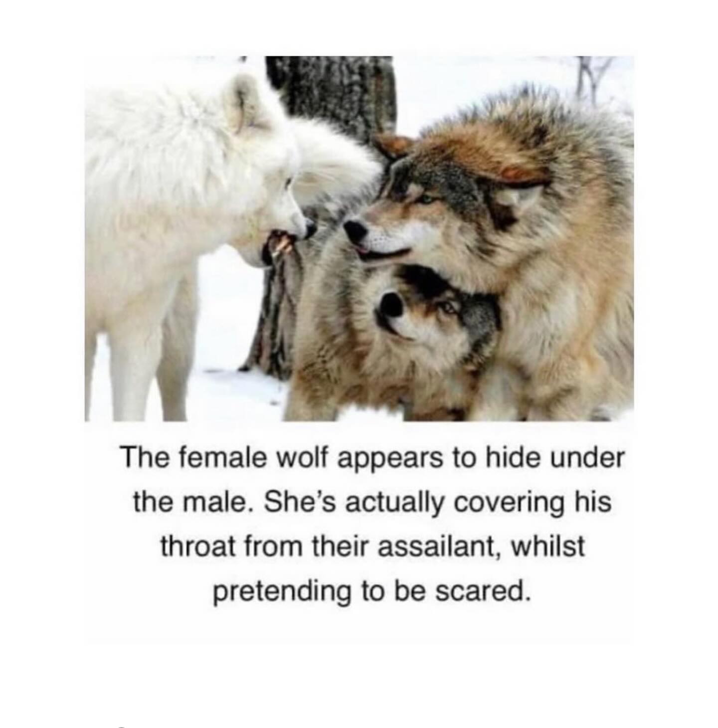 The female wolf appears to hide under the male. She’s actually covering his throat from their assailant, whilst pretending to be scared.