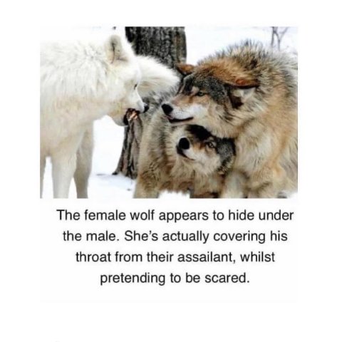 The female wolf appears to hide under the male. She’s actually covering his throat from their assailant, whilst pretending to be scared.
