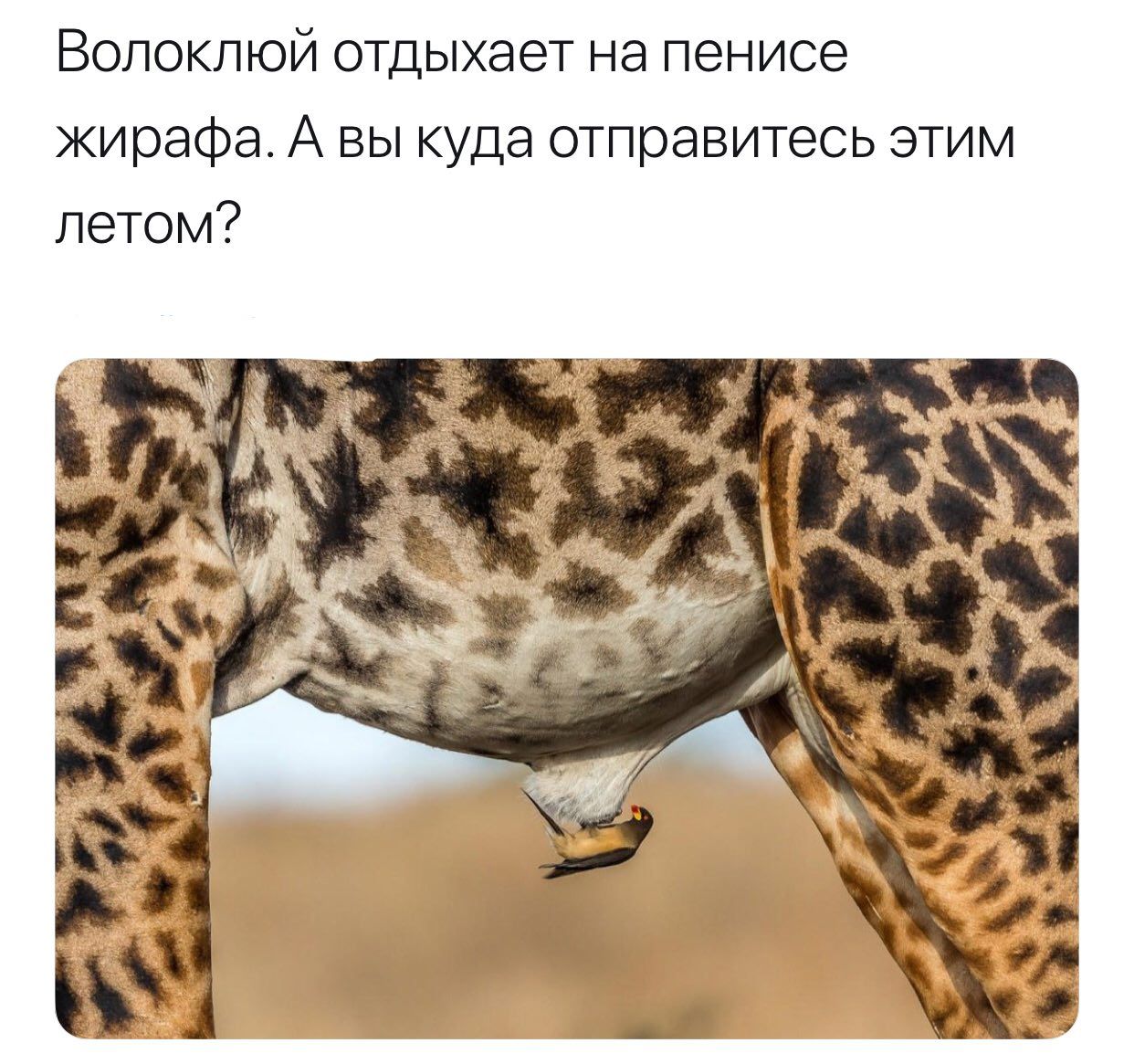 Волоклюй отдыхает на пенисе жирафа. А вы куда отправитесь этим летом?