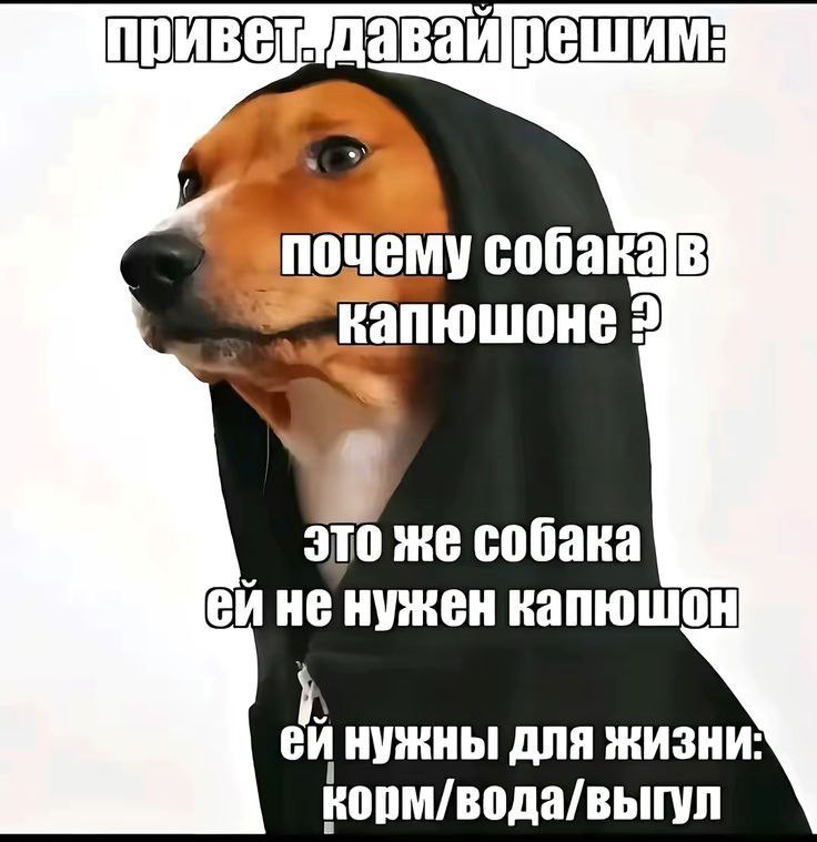 собакав капюшоне 2 это же собака ейне нужен капюшон Нужны для жизни: корм/вода/выгул